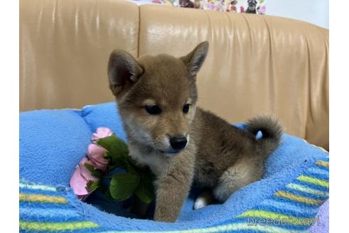 成約済の栃木県の柴犬-231416の3枚目