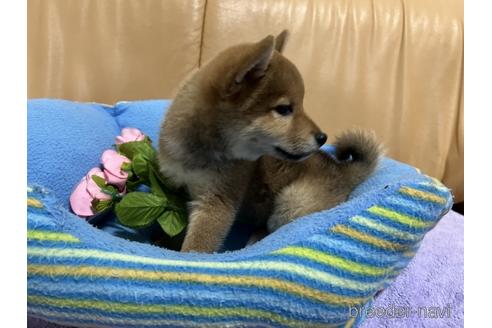 成約済の栃木県の柴犬-231416の5枚目