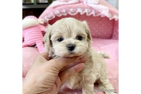 成約済の大阪府のミックス犬-231423