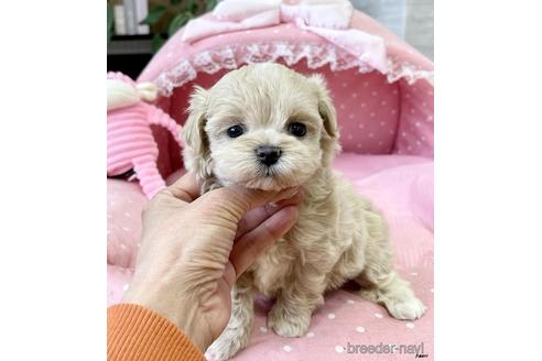 成約済の大阪府のミックス犬-231423の2枚目