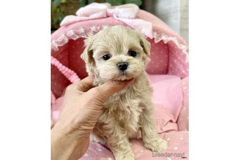 成約済の大阪府のミックス犬-231423の5枚目