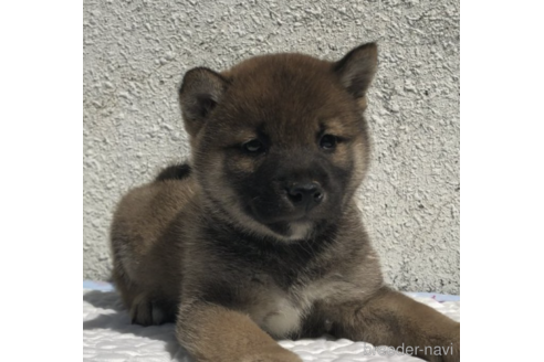 成約済の愛知県の柴犬-231547の1枚目