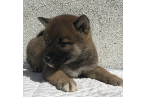 成約済の愛知県の柴犬-231547の5枚目