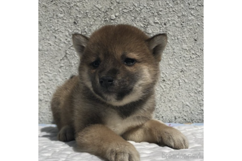 成約済の愛知県の柴犬-231548の3枚目