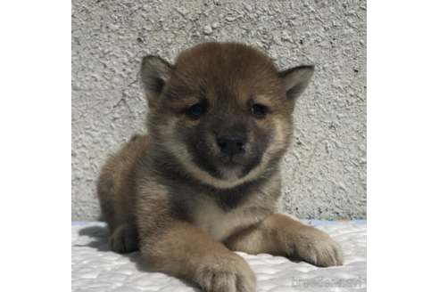 成約済の愛知県の柴犬-231548の1枚目