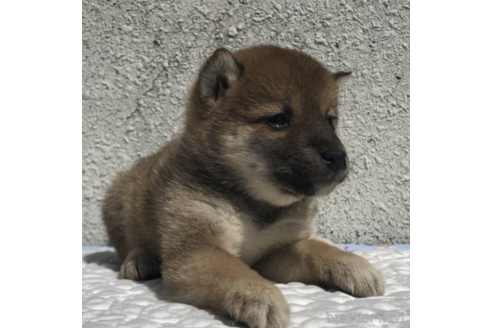 成約済の愛知県の柴犬-231548の2枚目