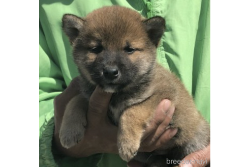 成約済の愛知県の柴犬-231549の1枚目