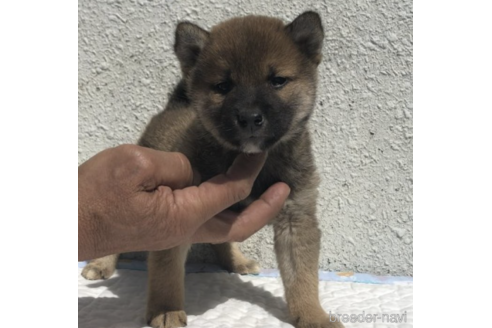 成約済の愛知県の柴犬-231549の4枚目