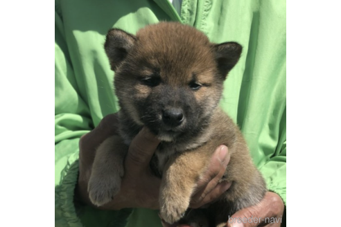 成約済の愛知県の柴犬-231549の5枚目