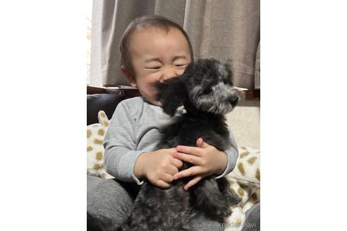 成約済の東京都のトイプードル-223987の10枚目