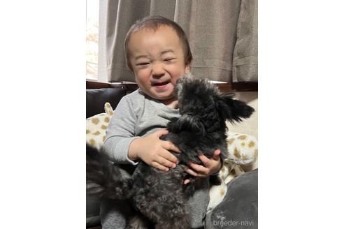 成約済の東京都のトイプードル-223987の8枚目