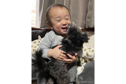成約済の東京都のトイプードル-223987の7枚目