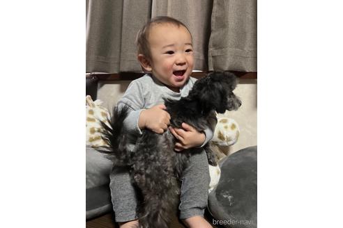 成約済の東京都のトイプードル-223987の6枚目