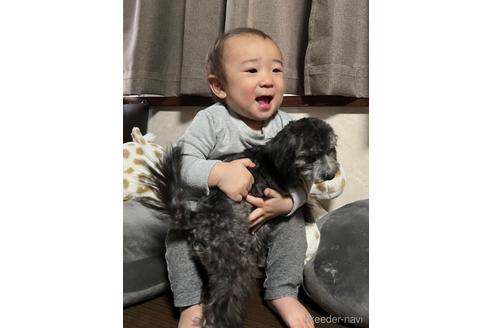 成約済の東京都のトイプードル-223987の5枚目