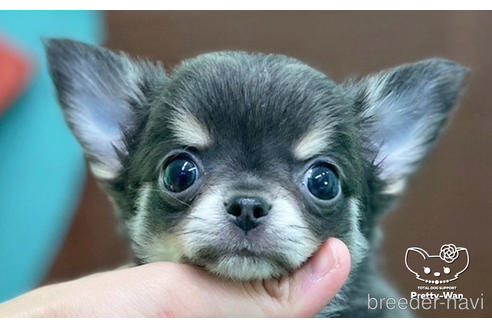 成約済の愛知県のチワワ(ロングコート)-231556の1枚目