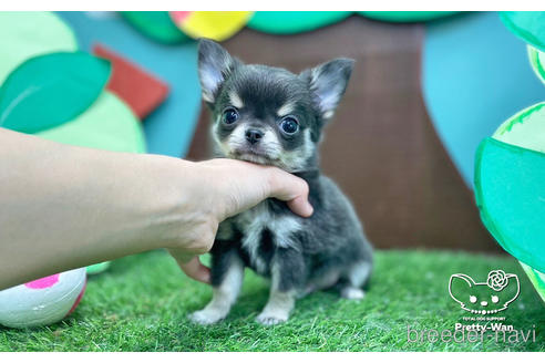 成約済の愛知県のチワワ(ロングコート)-231556の4枚目