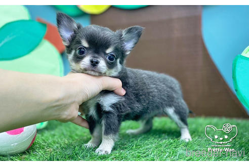成約済の愛知県のチワワ(ロングコート)-231556の5枚目