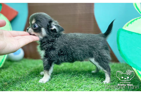 成約済の愛知県のチワワ(ロングコート)-231556の2枚目