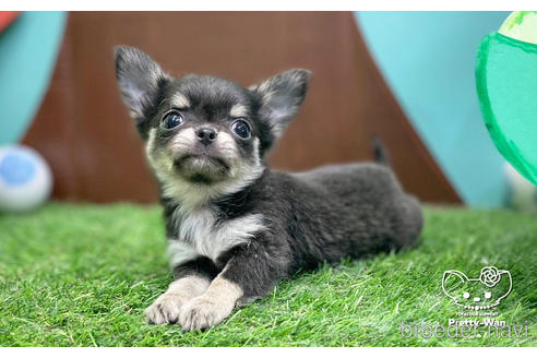 成約済の愛知県のチワワ(ロングコート)-231557の2枚目