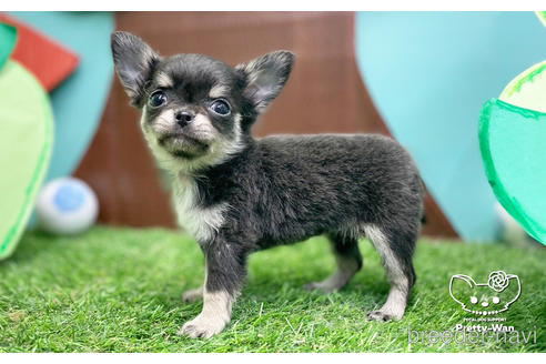 成約済の愛知県のチワワ(ロングコート)-231557の3枚目