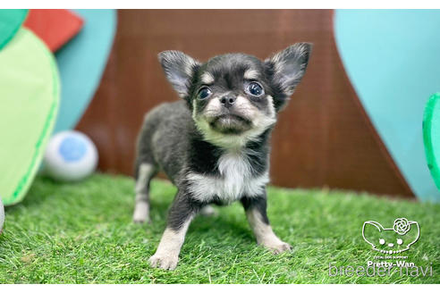 成約済の愛知県のチワワ(ロングコート)-231557の4枚目