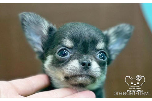 成約済の愛知県のチワワ(ロングコート)-231557の1枚目