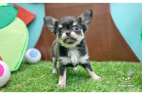 成約済の愛知県のチワワ(ロングコート)-231557の5枚目