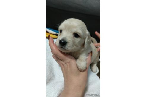 成約済の福岡県のチワックス:チワワ×ミニチュアダックスフンド-227404の1枚目