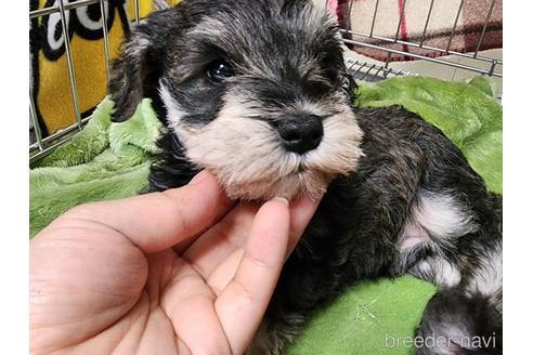 成約済の愛知県のミニチュアシュナウザー-231473の2枚目