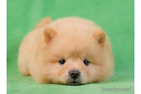 成約済の千葉県のミックス犬-231611の4枚目