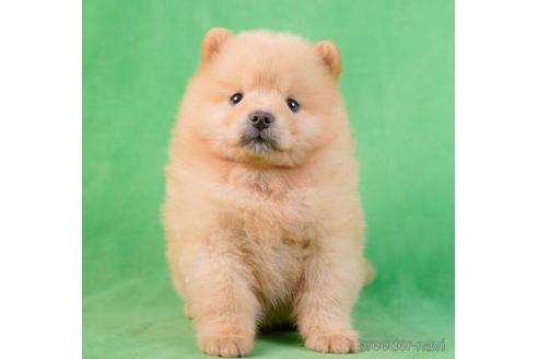 成約済の千葉県のミックス犬-231611の1枚目