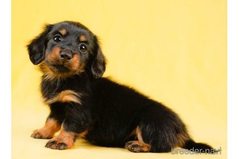 成約済の千葉県のカニンヘンダックスフンド(ロングヘアード)-231612の4枚目