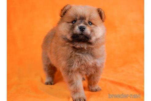 成約済の千葉県のミックス犬-231614の2枚目