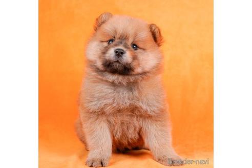 成約済の千葉県のミックス犬-231614