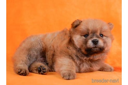 成約済の千葉県のミックス犬-231614の5枚目