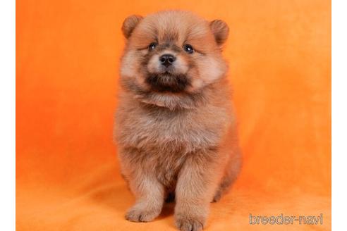成約済の千葉県のミックス犬-231614の3枚目