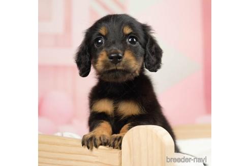 成約済の千葉県のミニチュアダックスフンド(ロングヘアード)-231617の1枚目