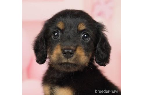 成約済の千葉県のミニチュアダックスフンド(ロングヘアード)-231617の3枚目