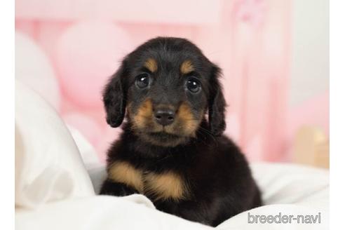 成約済の千葉県のミニチュアダックスフンド(ロングヘアード)-231617の4枚目