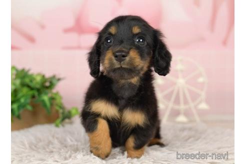 成約済の千葉県のミニチュアダックスフンド(ロングヘアード)-231617の5枚目