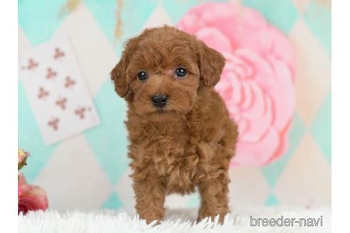 成約済の千葉県のトイプードル-231618の2枚目