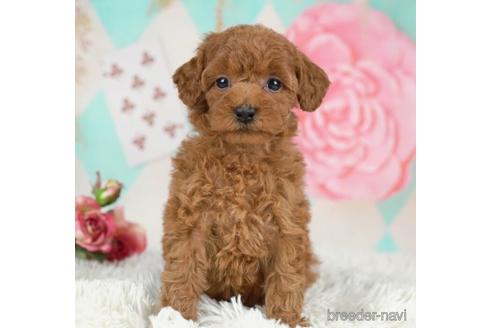 成約済の千葉県のトイプードル-231618の5枚目