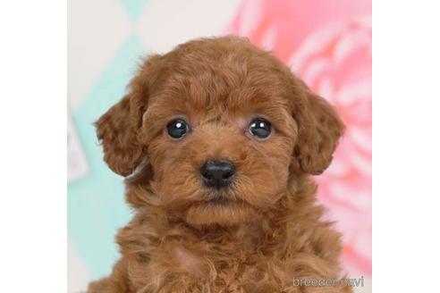 成約済の千葉県のトイプードル-231618の1枚目