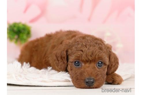 成約済の千葉県のトイプードル-231619の2枚目