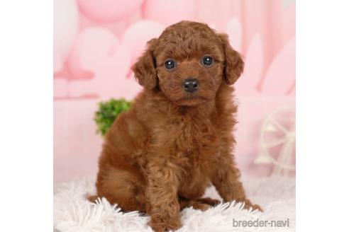 成約済の千葉県のトイプードル-231619の4枚目