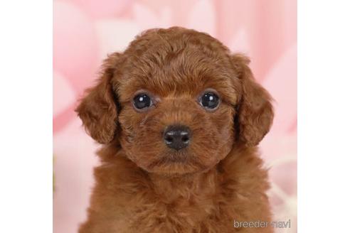 成約済の千葉県のトイプードル-231619の1枚目