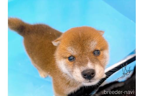 成約済の東京都の柴犬-231622の7枚目