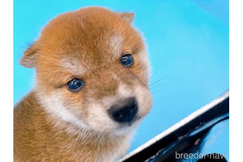 成約済の東京都の柴犬-231622の8枚目