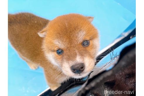 成約済の東京都の柴犬-231622の1枚目