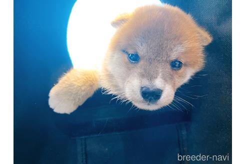 成約済の東京都の柴犬-231622の2枚目